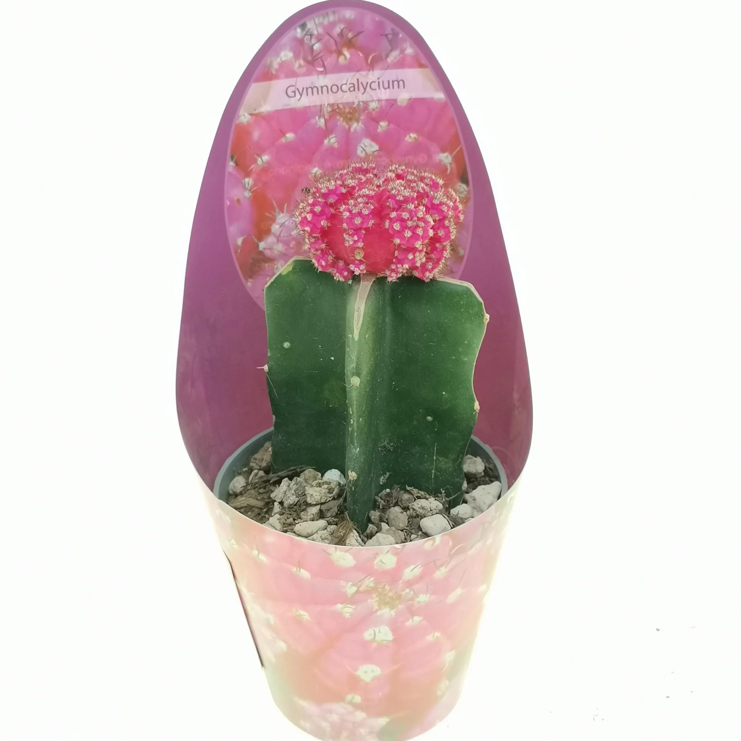 Gymnocalycium - Juego de 3 plantas suculentas reales en macetas de 6,5 cm