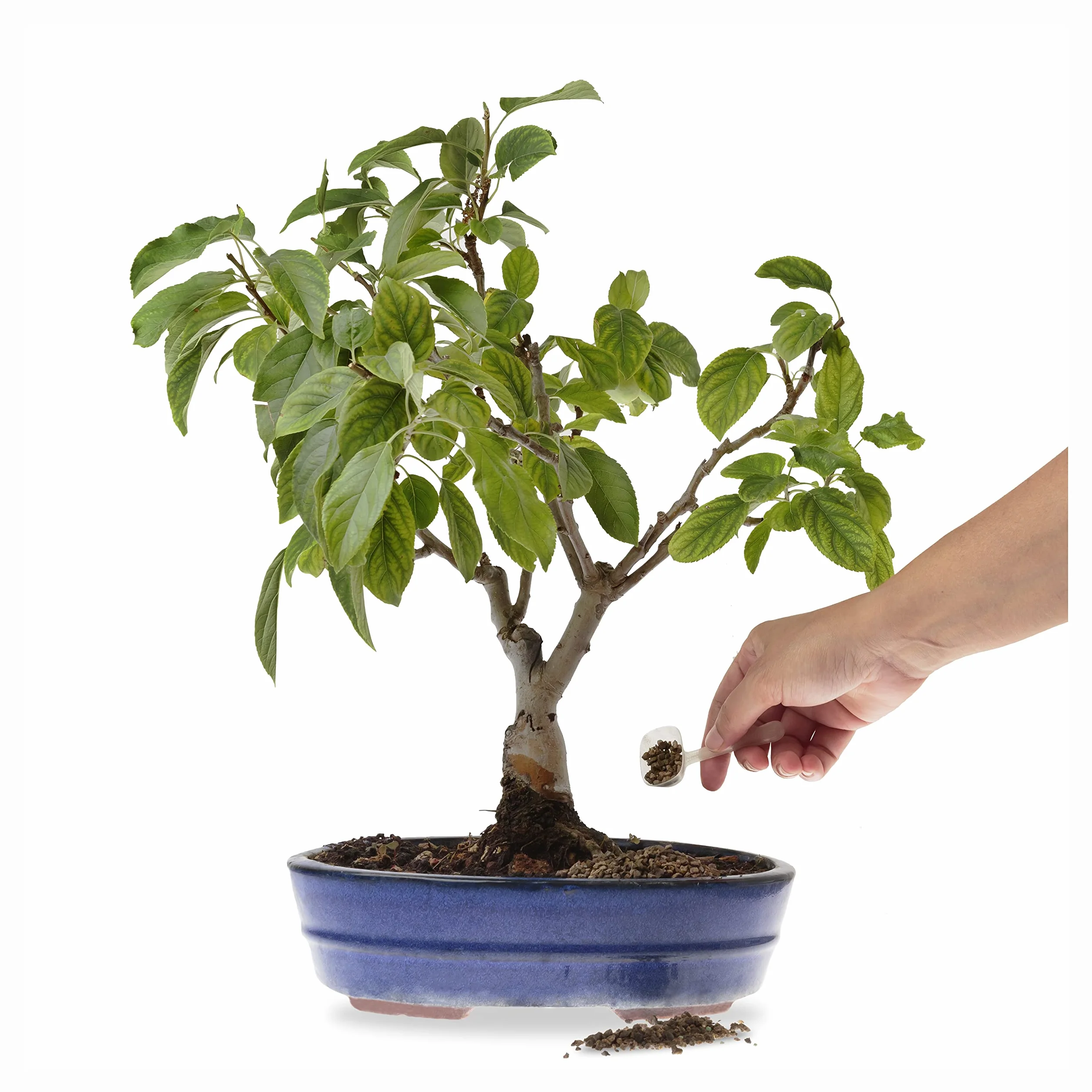 Fertilizante Orgánico para Bonsai, Alimento Completo de Liberación Lenta, 150g