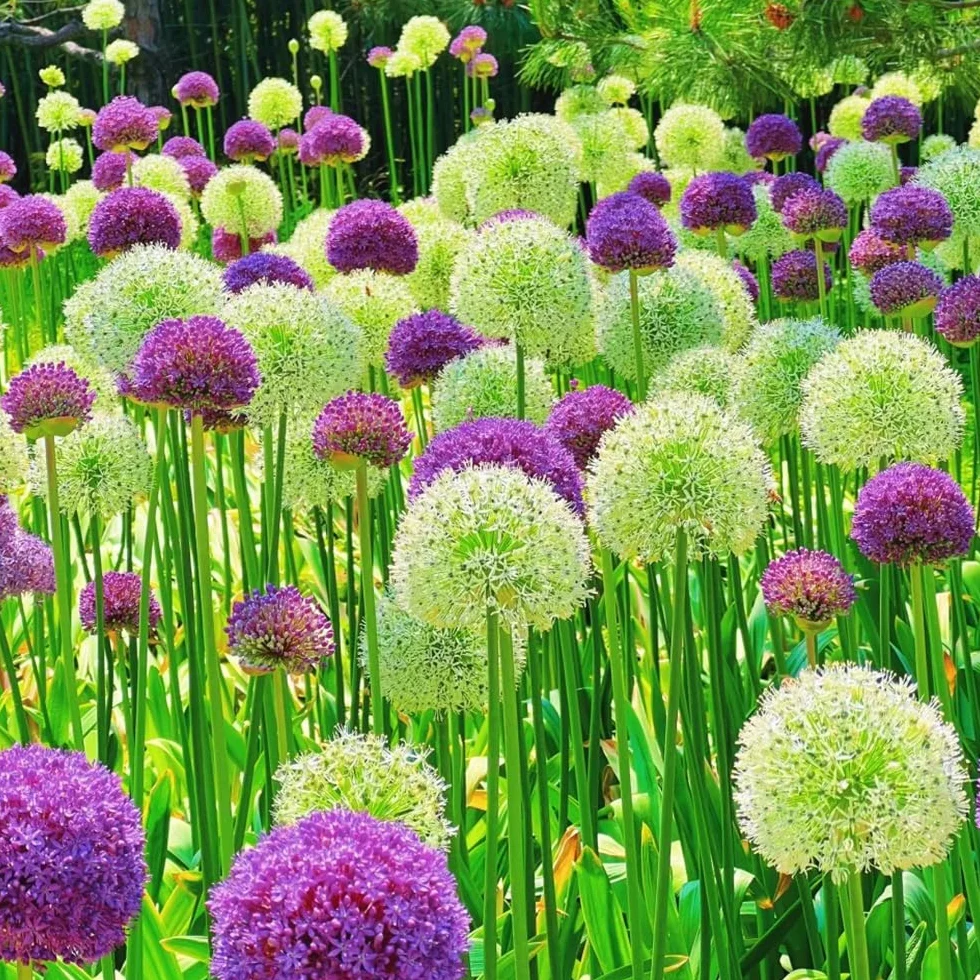 Allium giganteum cebollas ornamentales 5pcs para jardín interior exterior balcón