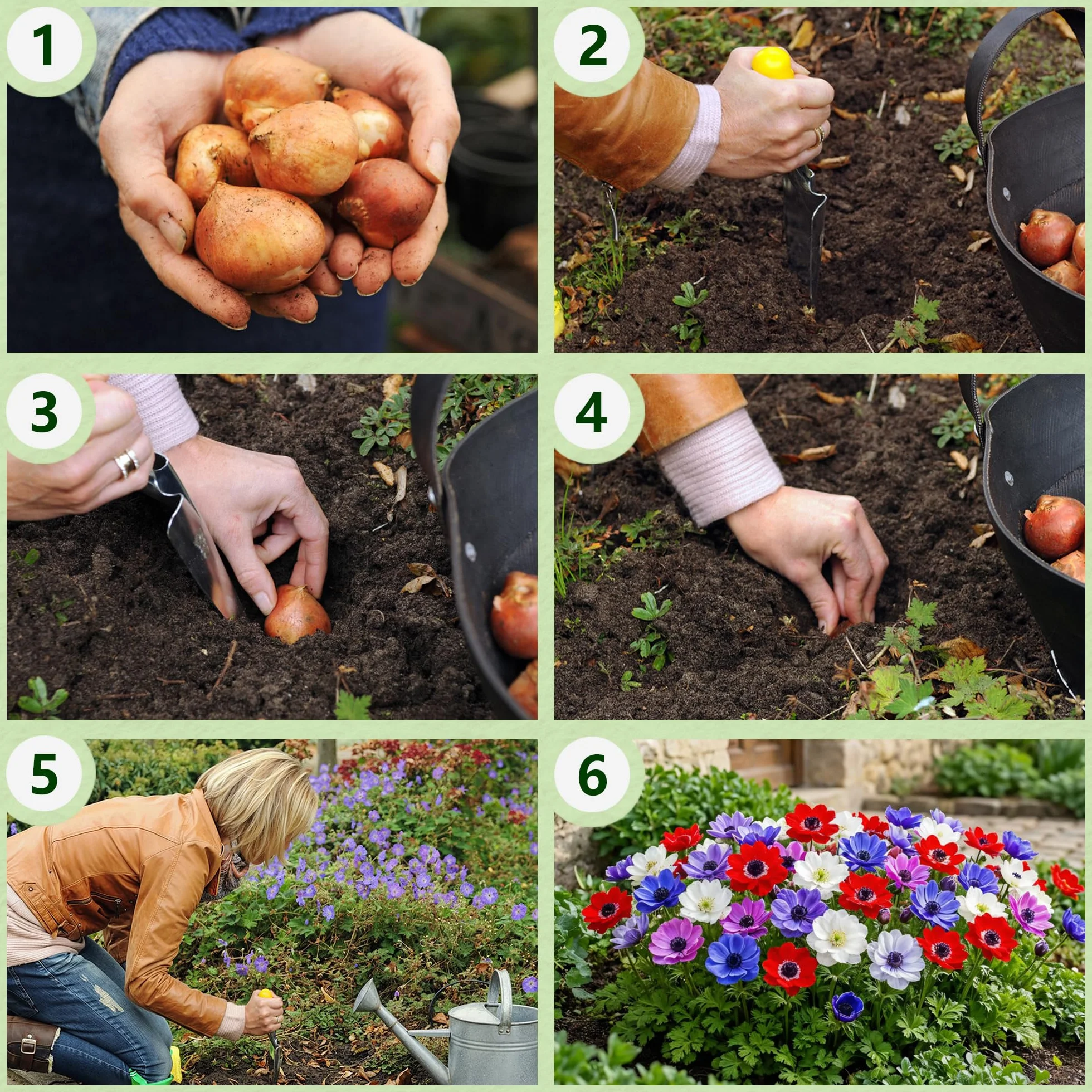 Bulbos de Anémona de Caen 50 Piezas - Flores Perennes Resistentes al Invierno para Macetas y Jardines