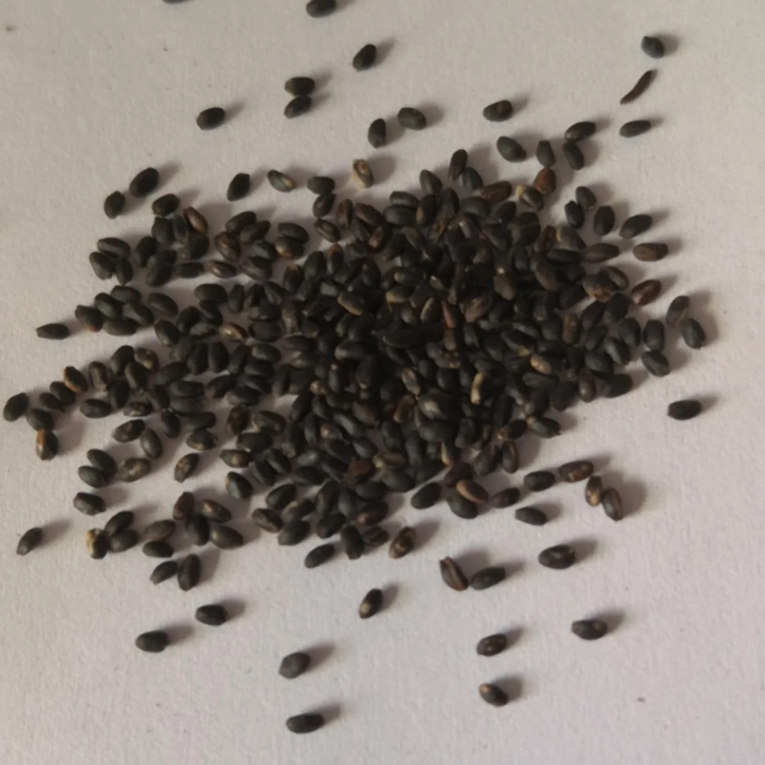Semillas de bonsái 200 piezas plantas suculentas raras hierba primavera espiral