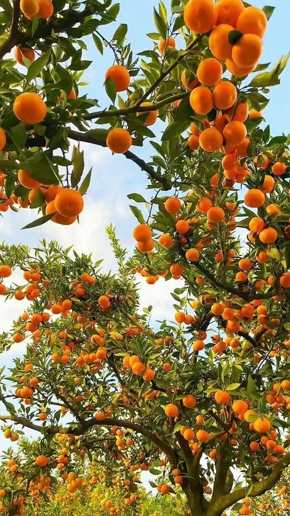 Árbol Naranjo Valenciano en Maceta, Planta Cítrica con Flores Blancas, Naranjas Dulces
