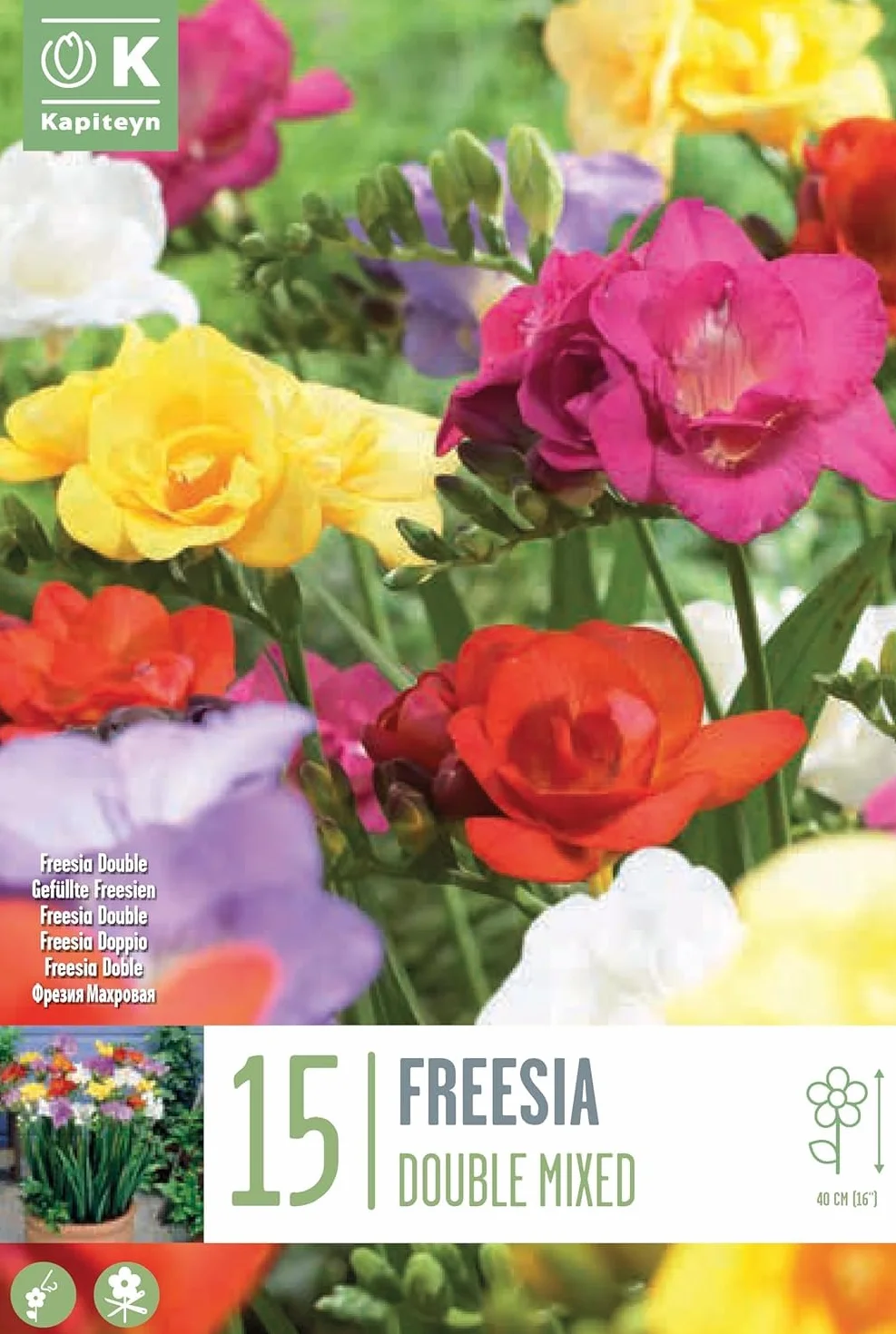 Fresia bulbos dobles mezcla Circunferencia 5/6 cm Holandeses