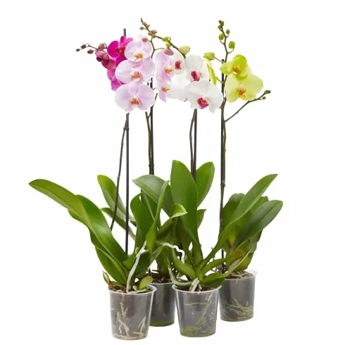 Orquidea Phalaenopsis maceta 12cm 1 tallo surtido variado