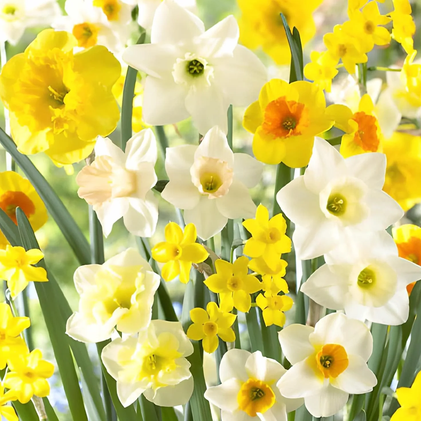 Bulbos de narcisos Spectrum 25 piezas perennes resistentes al invierno mezcla Holanda jardín maceta 6-7 variedades