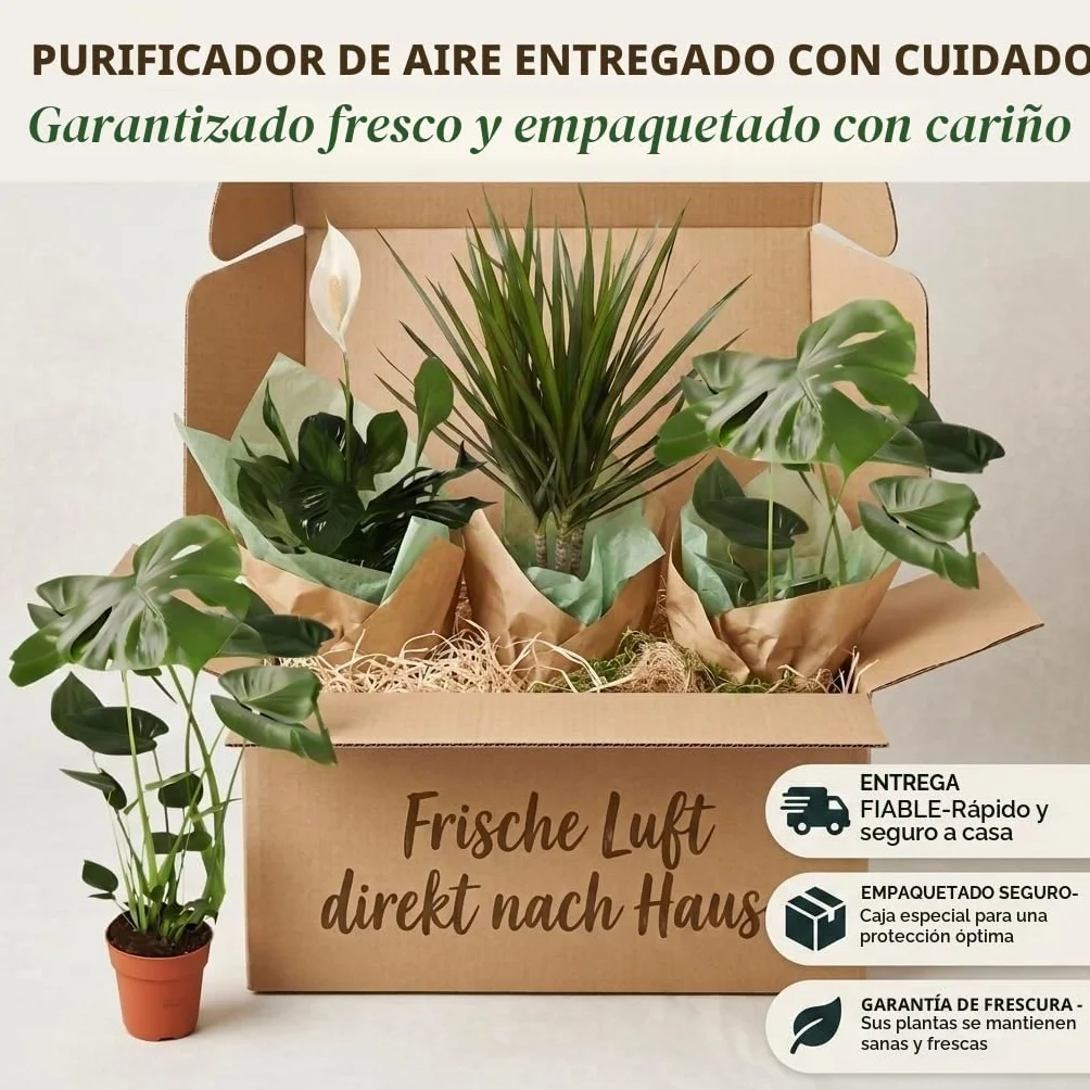 Monstera Dieffenbachia Spathiphyllum Areca Plantas Purificadoras de Aire 40-45 cm Maceta 12-15 cm