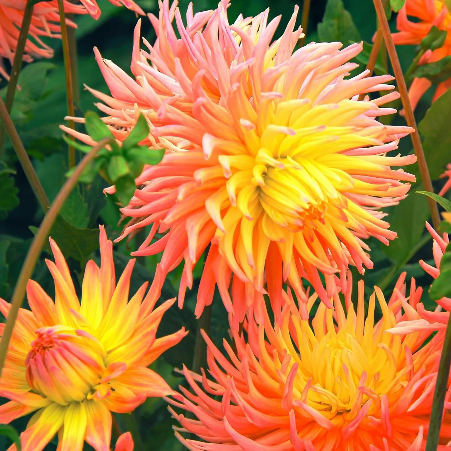 Dalias Bulbos Gigantes Cactus Naranjas - 5 Bulbos de Flores Exterior - Plantas Naturales de Holanda - Decoracion Jardin