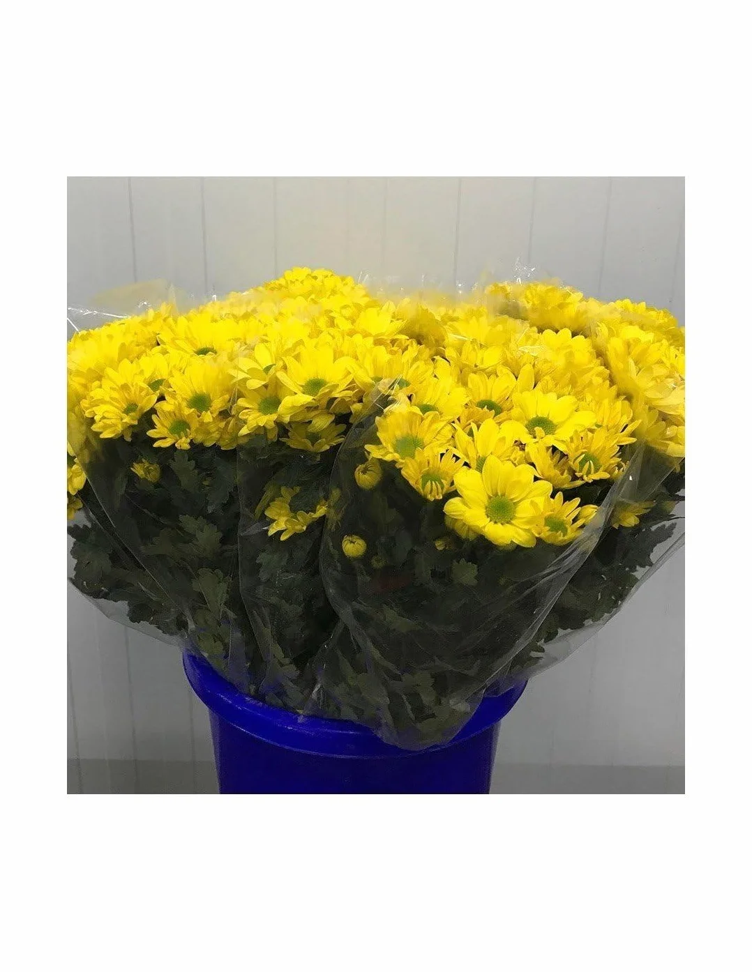 Margarita Crisantemo Flor Natural Ramo de 5 tallos 70cm Amarillo