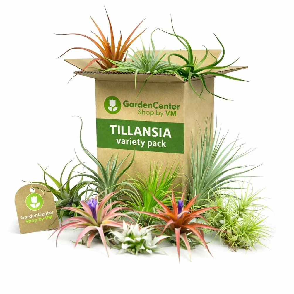 Pack Tillandsias Naturales Plantas Aéreas Sin Tierra Set Variado Decorativo Fácil Cuidado (15)