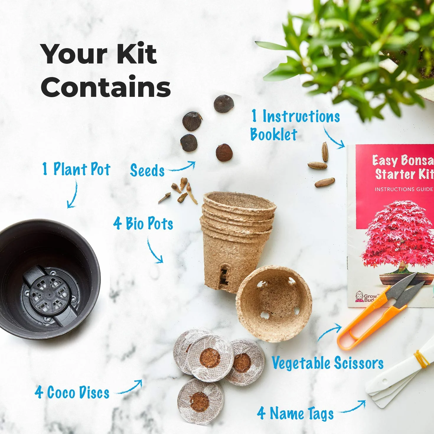 Kit de semillas de bonsái para principiantes: cultiva 4 tipos de árboles, set de regalo único
