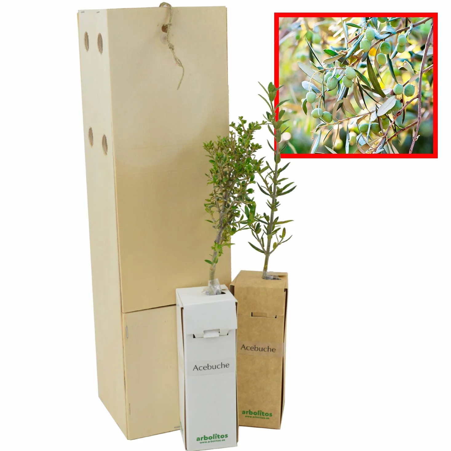 Acebuche Olivo Arbolito pequeño tamaño