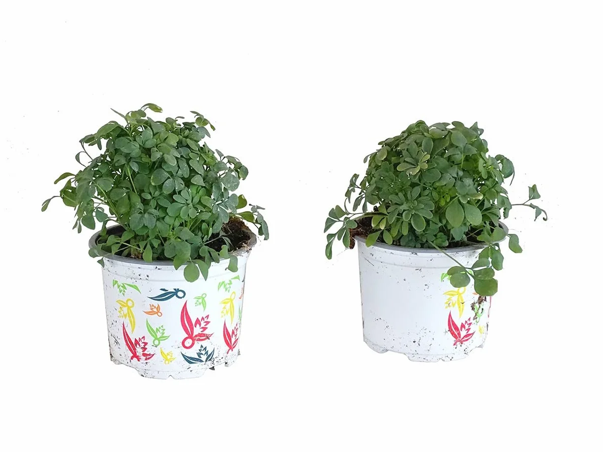 DECOALIVE Ruda Planta Natural - Pack de 2 Plantas de Rudas - Ruta Graveolens