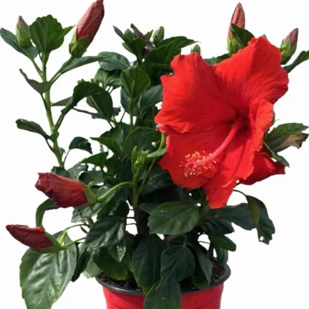 Árbol Natural de Hibiscus Planta Grandes Flores Rojas