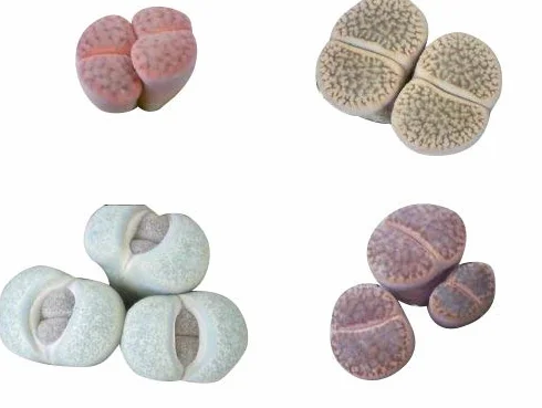 20 Semillas Lithops Mezclar (Mix) By Samenchilishop