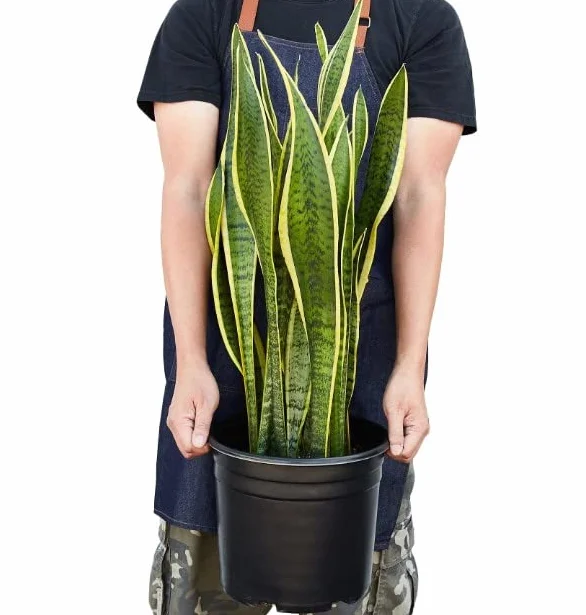 Sansevieria Trifasciata Laurentii | DECOALIVE | Planta de Interior Natural | Lengua de Suegra Planta Espada