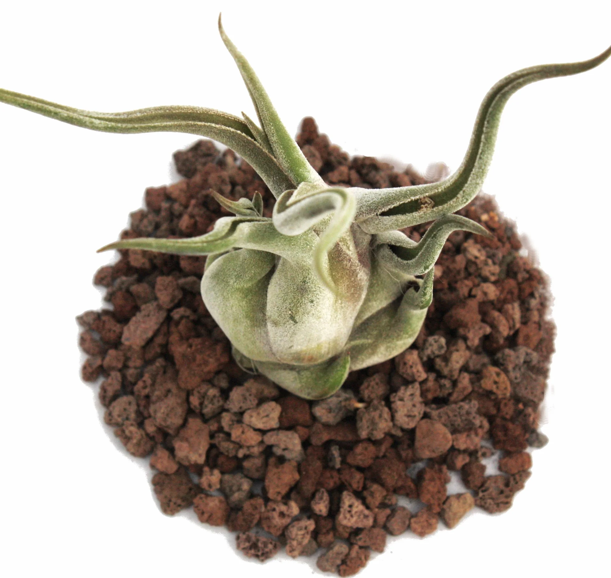 Tillandsia caput-medusae grande