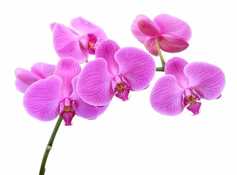 Orquidea Phalaenopsis maceta 12cm 1 tallo surtido variado