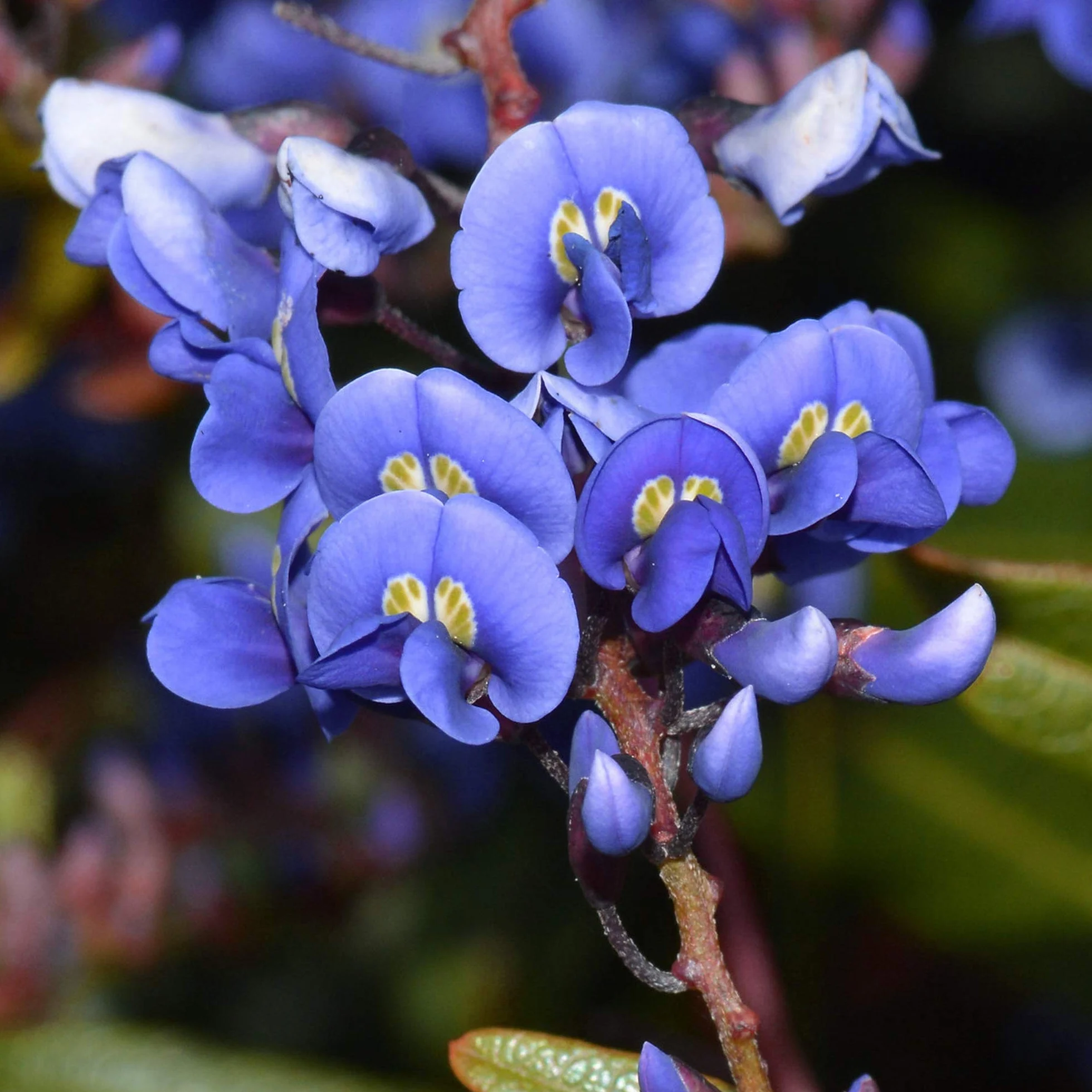 Glicinia china Arbusto trepador floración azul 2L 60-80cm