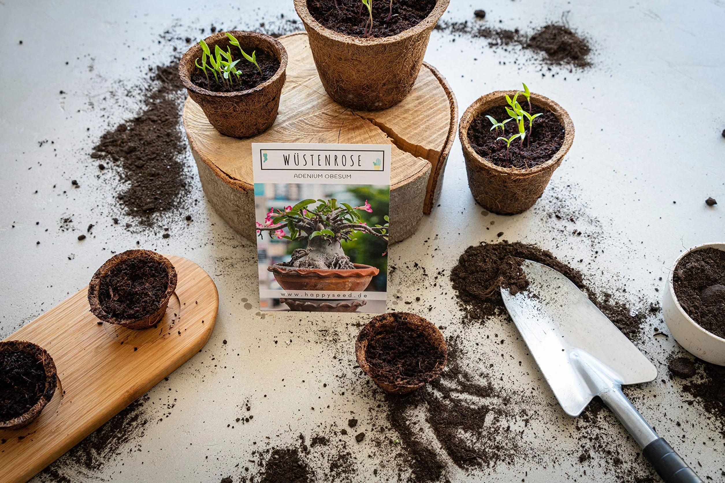 Semillas de cactus exóticas con alta germinación – Juego de semillas suculentas para cactus floreciente