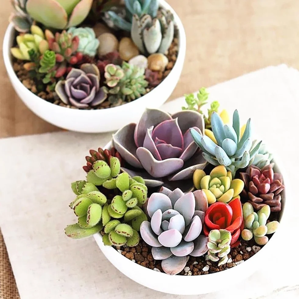 Planta RARA Mixta Lithops Semillas Suculentas 100 Unids Jardín Exótico Decoración
