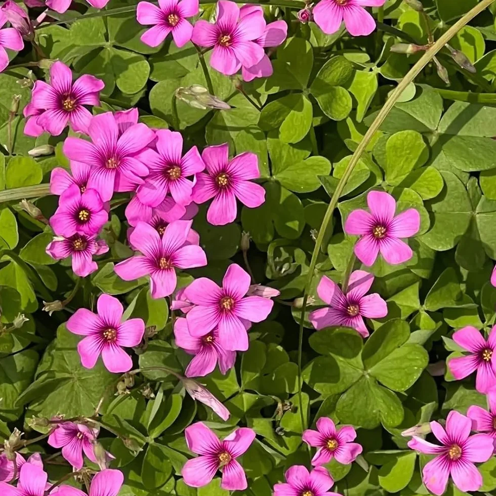 Bulbos de Oxalis corniculata resistentes 5pcs