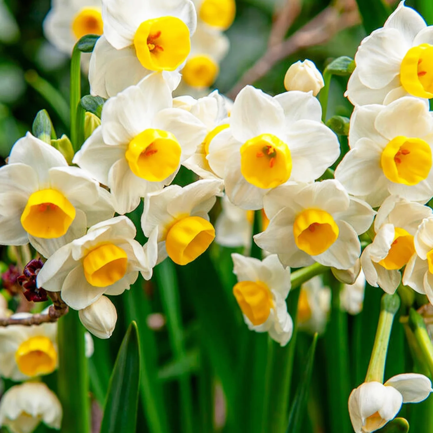 Narcissus Avalanche bulbo de flor de verano 25 piezas mezcla bulbos perennes fragantes Holanda jardín maceta