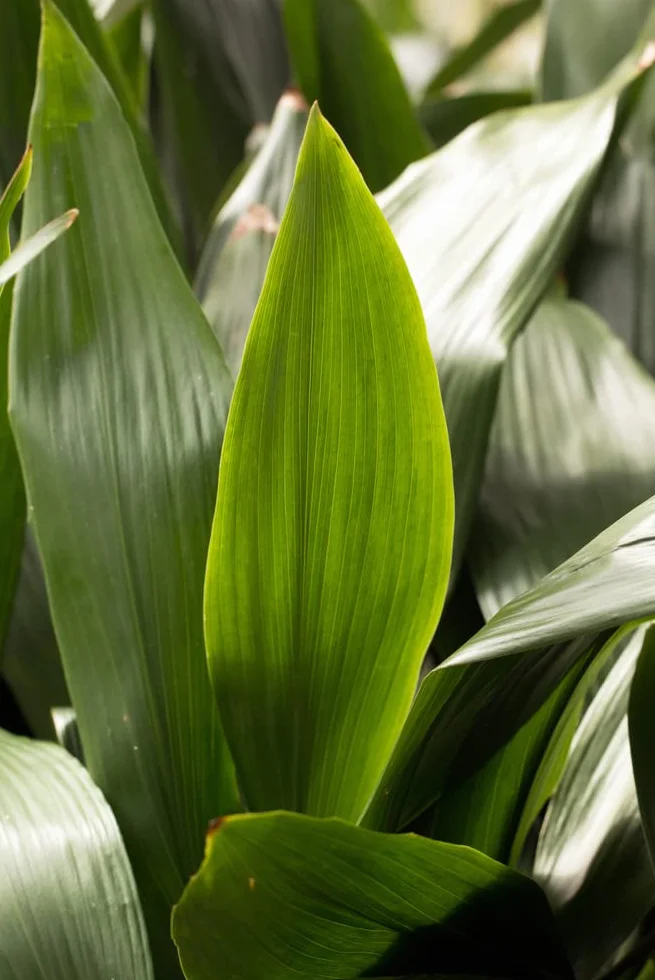 Verdecora Aspidistra Eliator Lurida Roślina Zielona Naturalna Wnętrze Doniczka Ø17cm 80cm