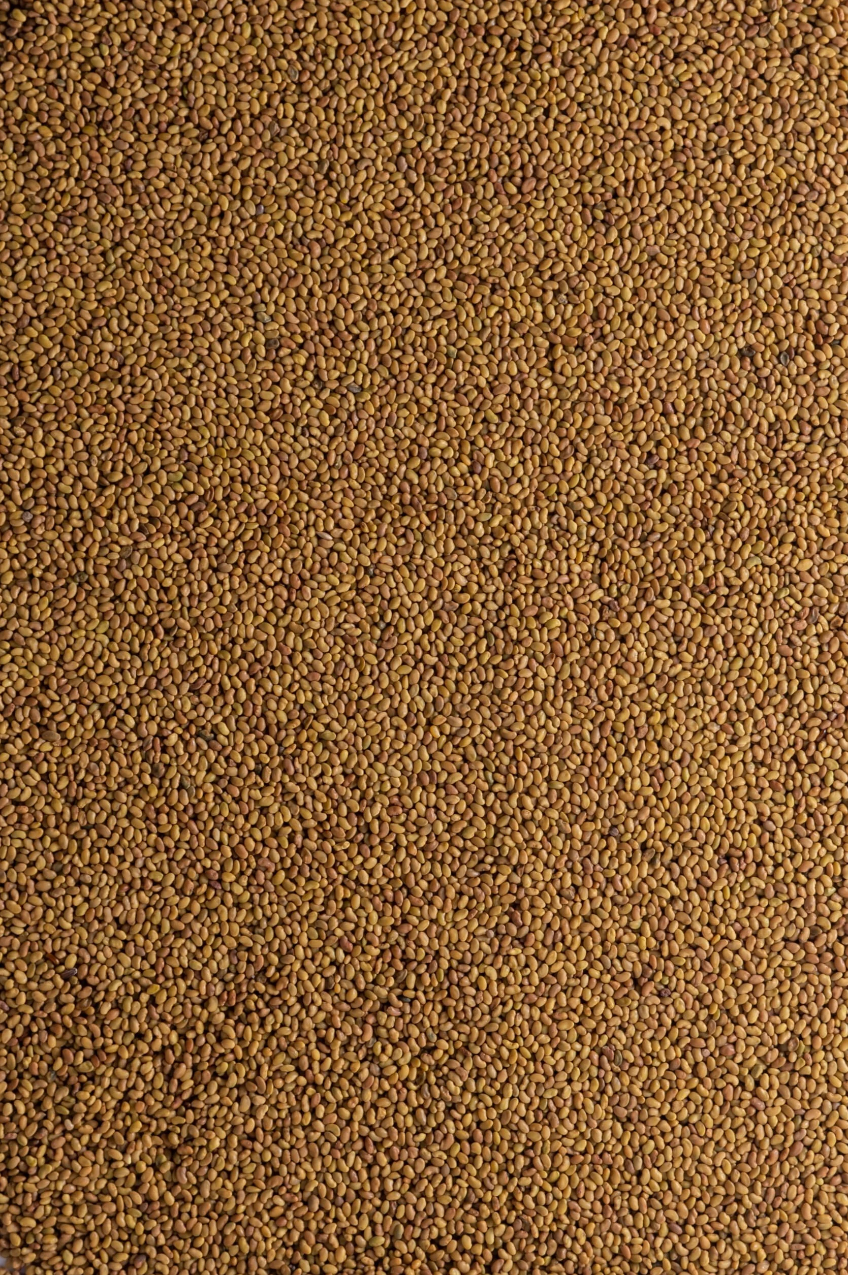 Biojoy Semillas de Alfalfa Orgánicas 1 kg Crudas Sin Aditivos