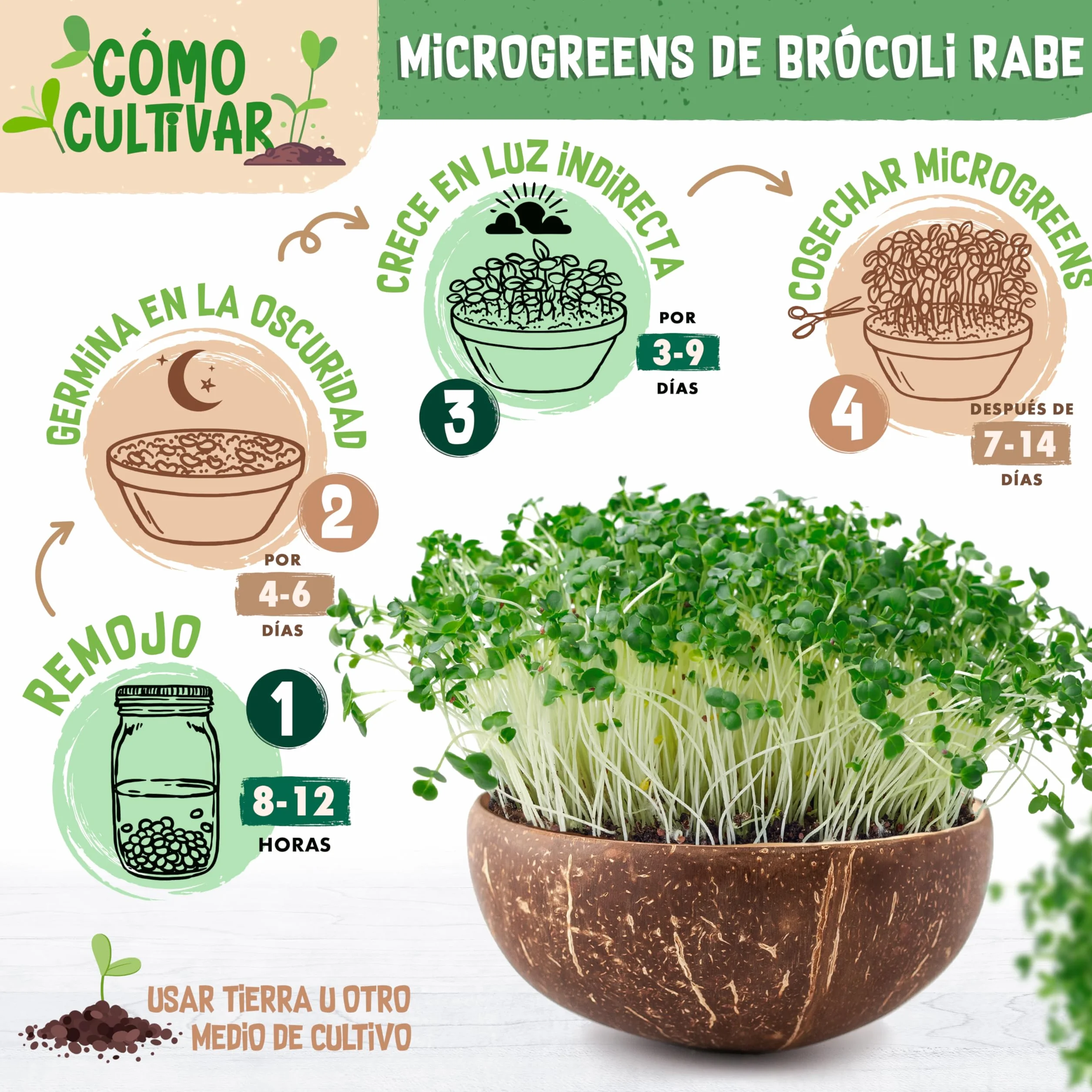 Semillas de brócoli ecológico ZenGreens® - Brotes de cime di rapa - Microgreens - 10g, 200g, 500g