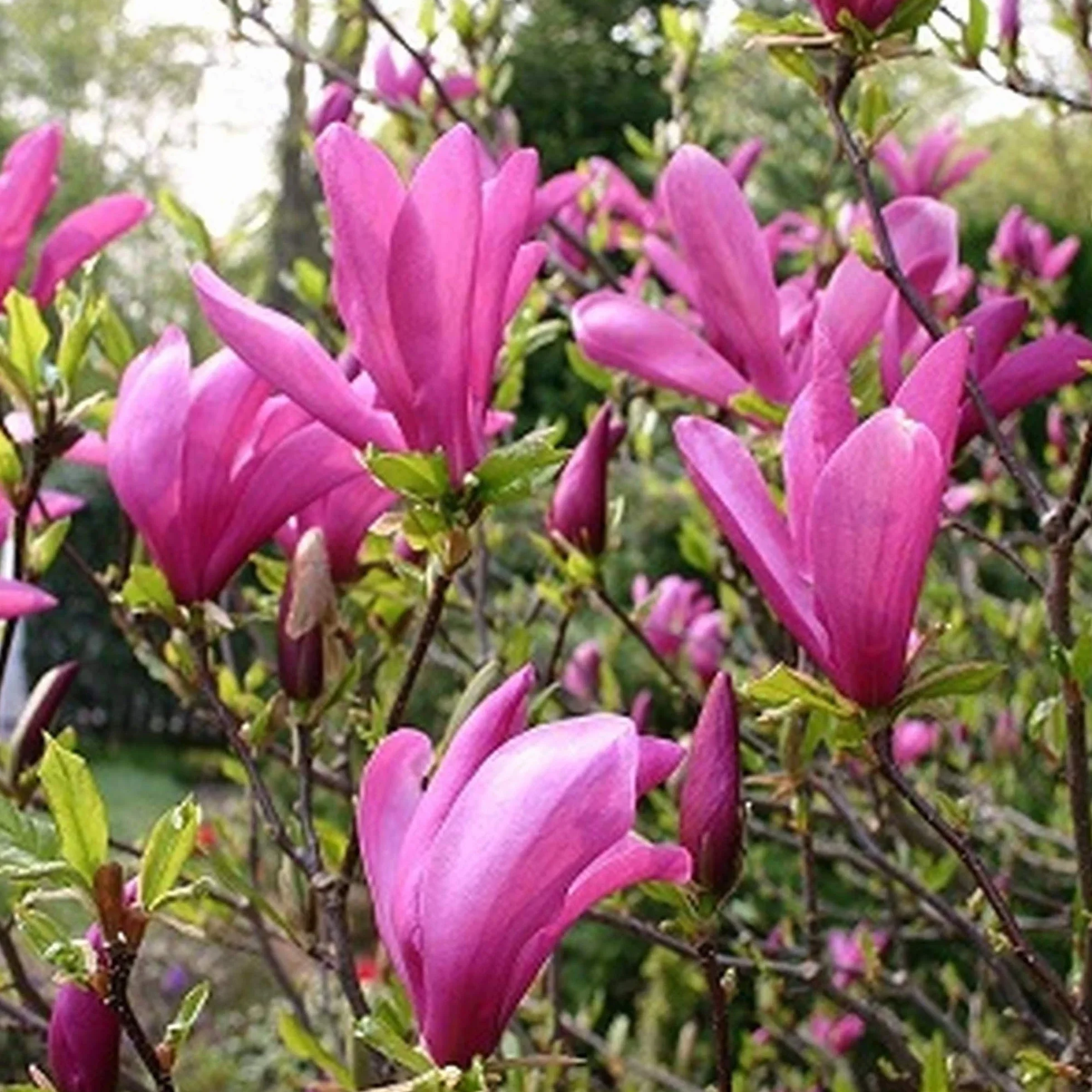 Árbol de Magnolia 'Susan' 2-3 pies para Jardines Pequeños