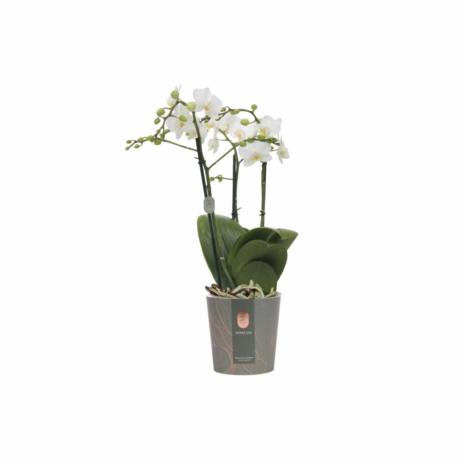 Planta Natural Orquídea Flor Blanca Phalaenopsis Planta de Interior