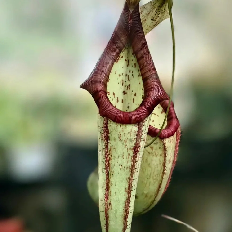 Nepenthes semillas de carnívora perenne resistente 150pcs