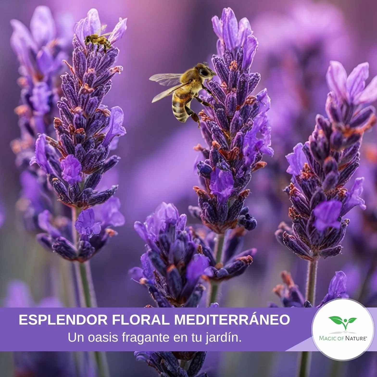 Semillas de Lavanda Verdadera aprox 150 Uds – Semilla Perenne Resistente al Invierno – Planta Fragante para Jardín