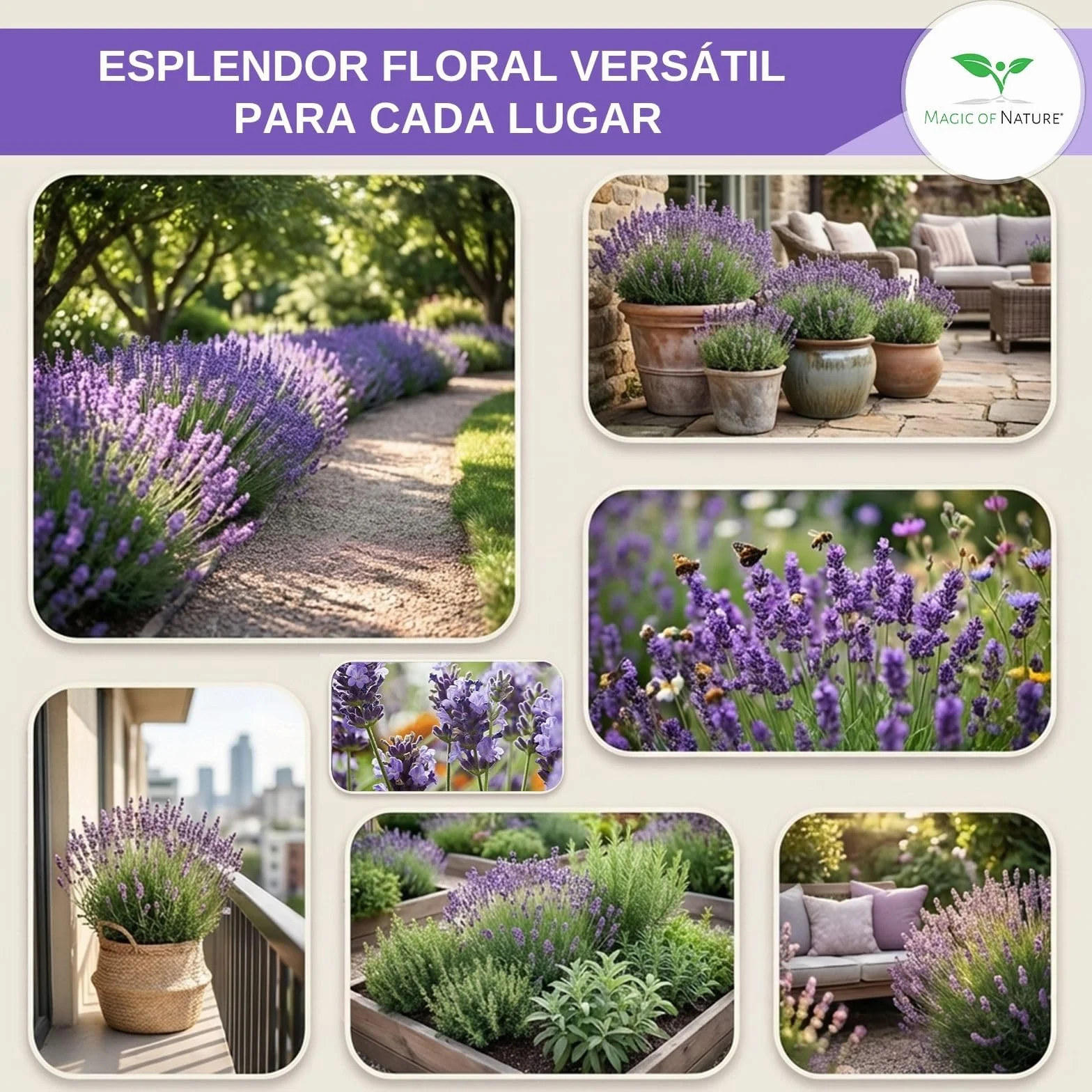 Semillas de Lavanda Verdadera aprox 150 Uds – Semilla Perenne Resistente al Invierno – Planta Fragante para Jardín