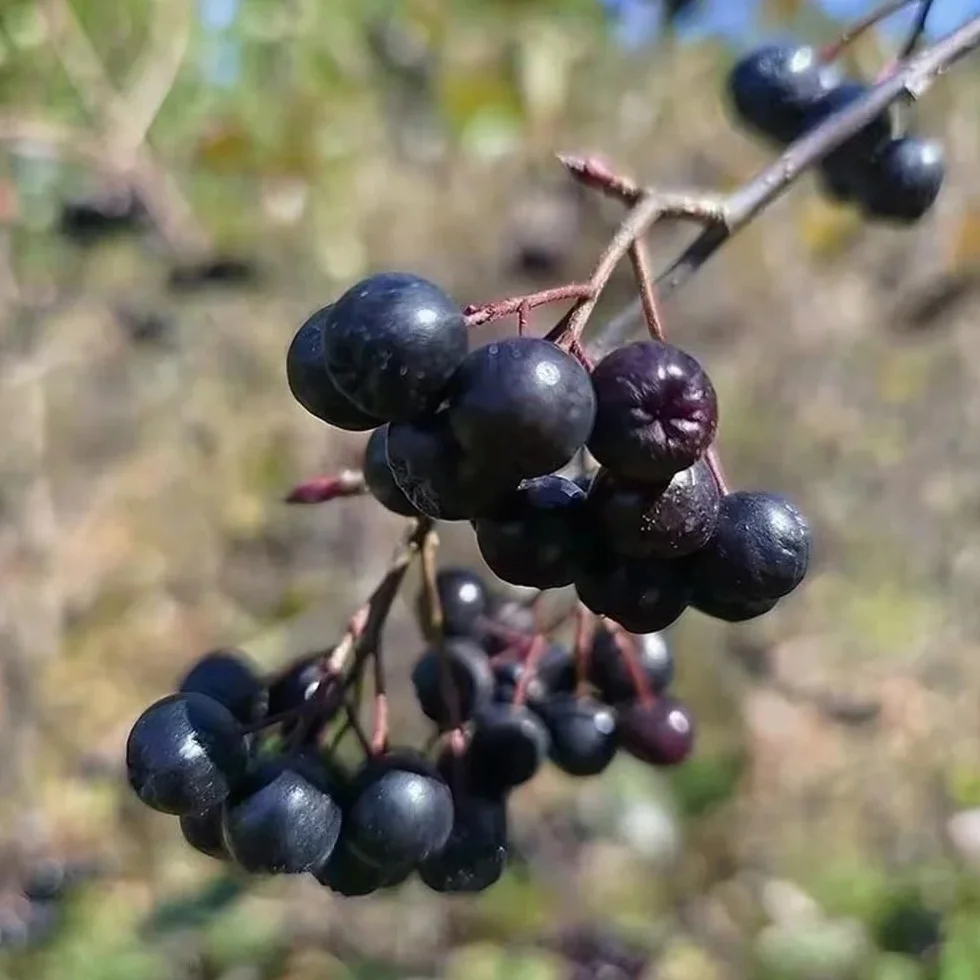 Semillas de aronia - 120pcs