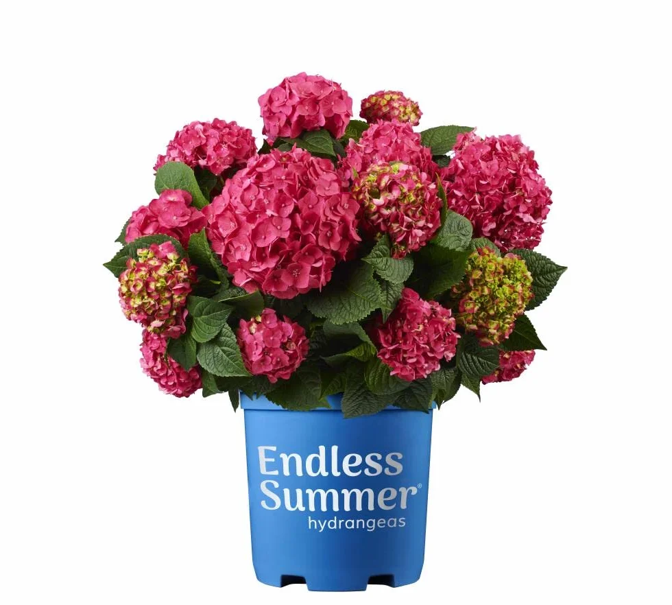 Planta Natural Hydrangea Rosa Hortensia