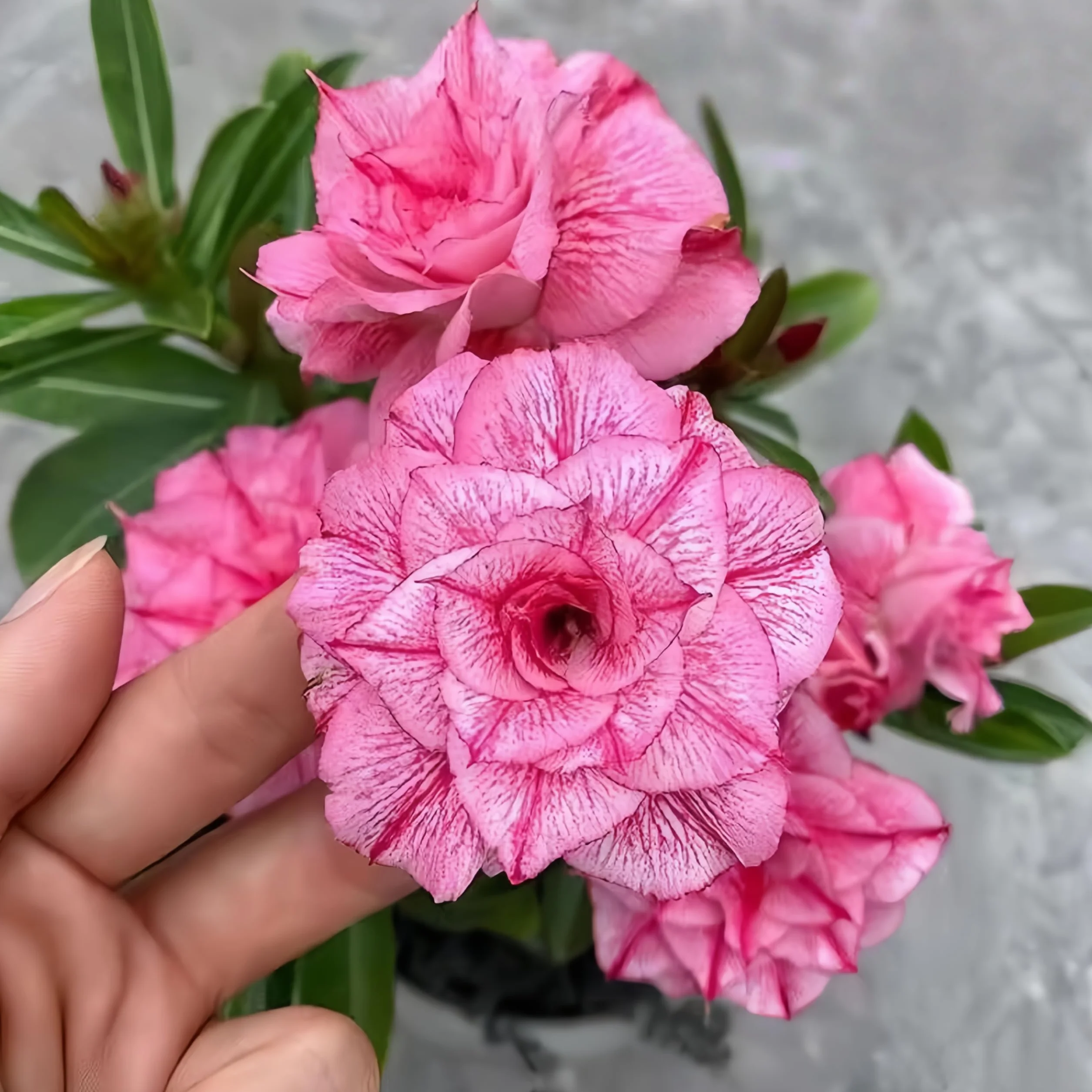 Rosa del desierto resistente al frío y a la sequía (1 pulgada), florece todo el año