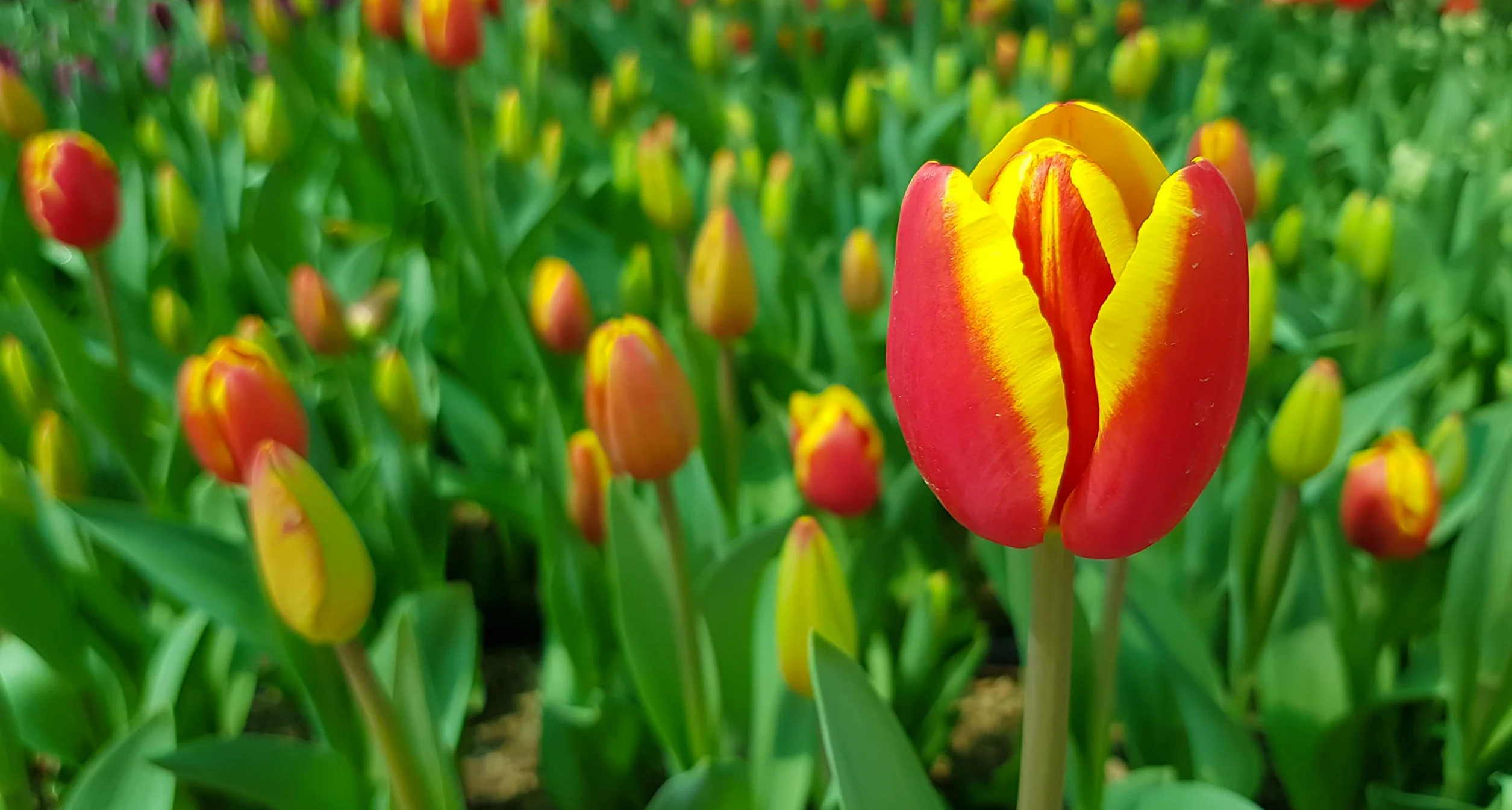 Verdecora Tulipan Mix natural Bulbo de Otoño 20 unidades