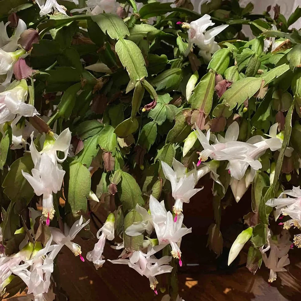 Semillas de cactus navideños Schlumbergera truncata 50 piezas bonsai maceta decoración floral regalo