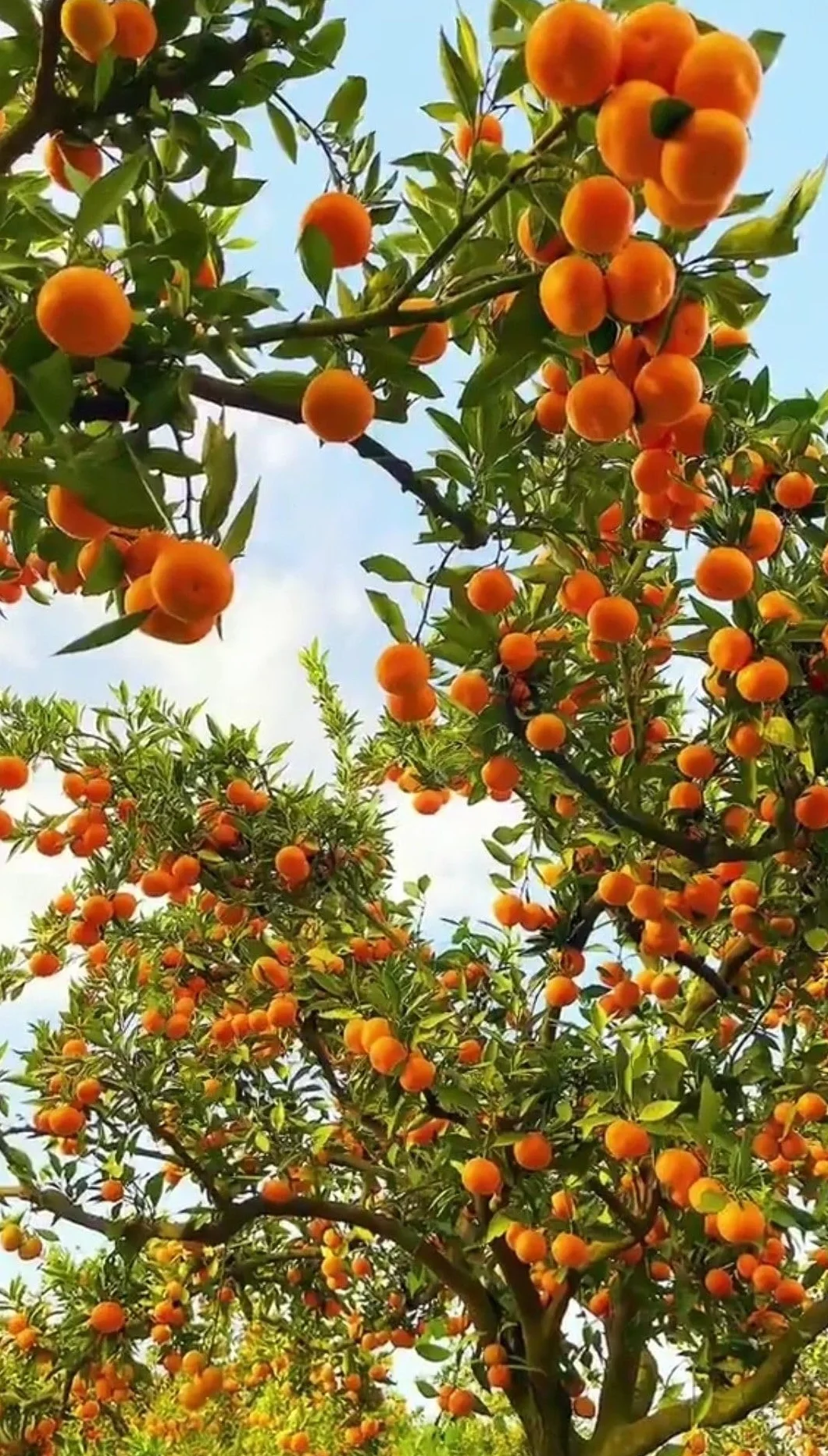 Abono Líquido para Cítricos Eco 1L | Fertilizante Ecológico con Humus para Floración y Frutos