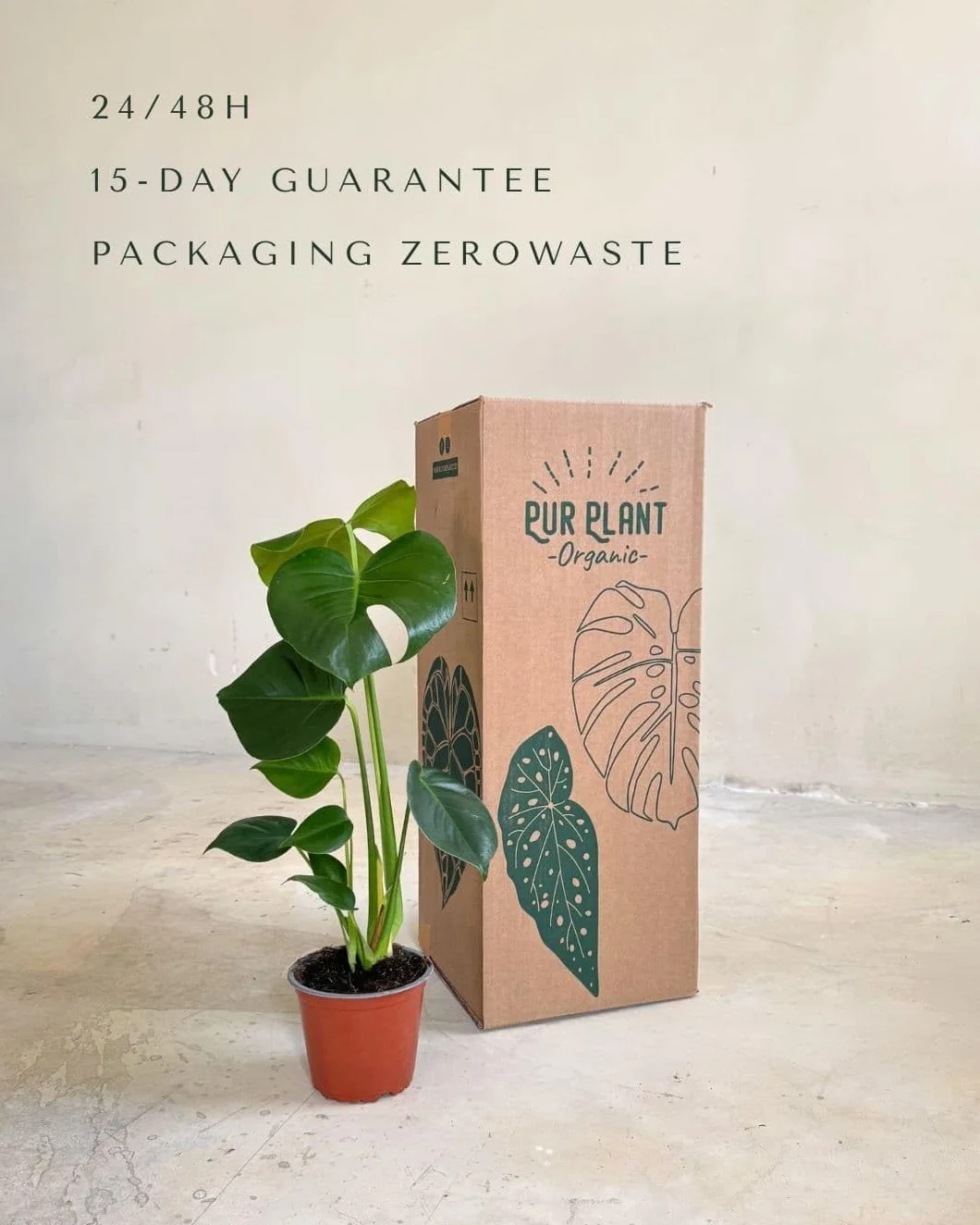 Monstera deliciosa Planta natural interior Maceta Ø12 cm Costilla de Adán