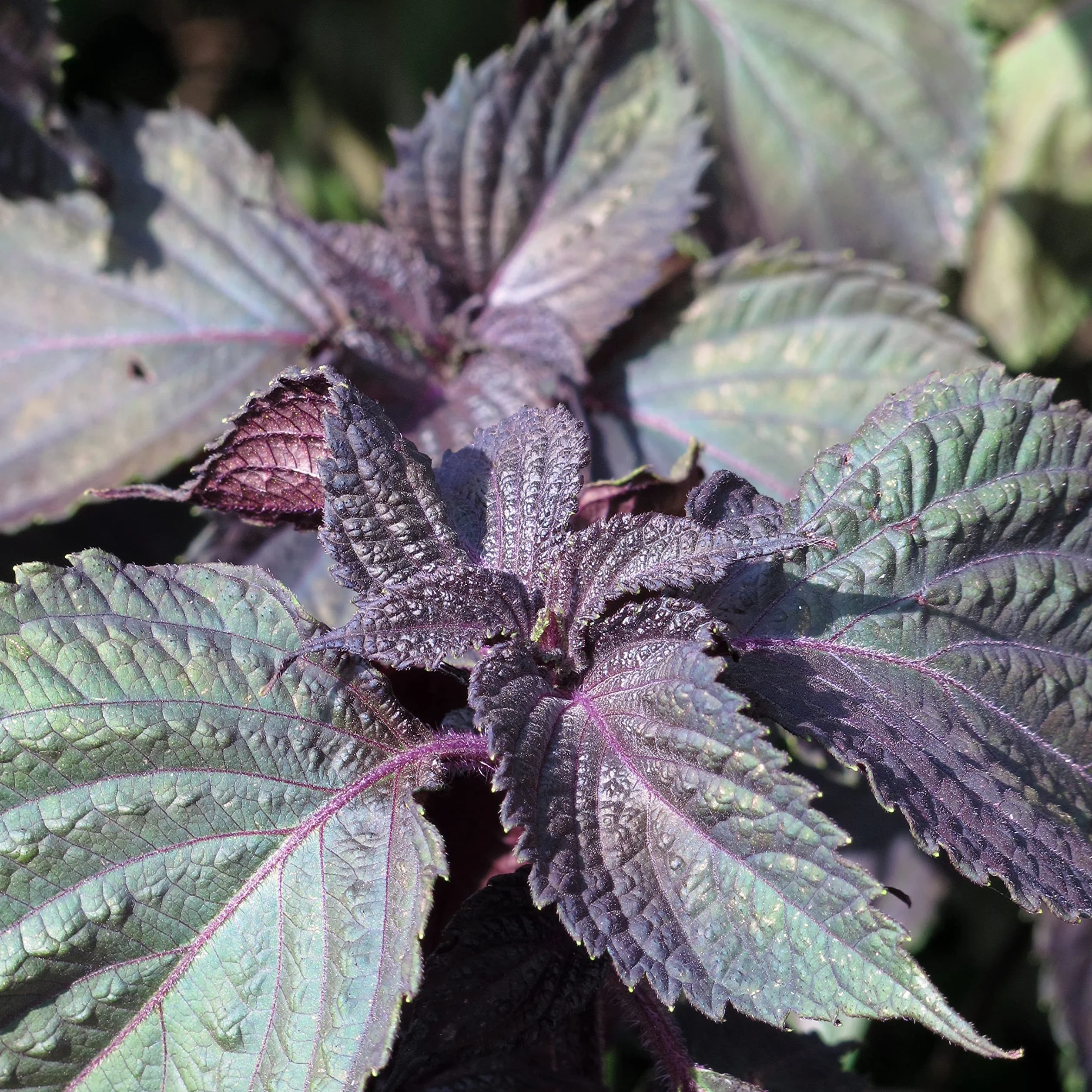 Shiso rojo Perilla frutescens semillas 200