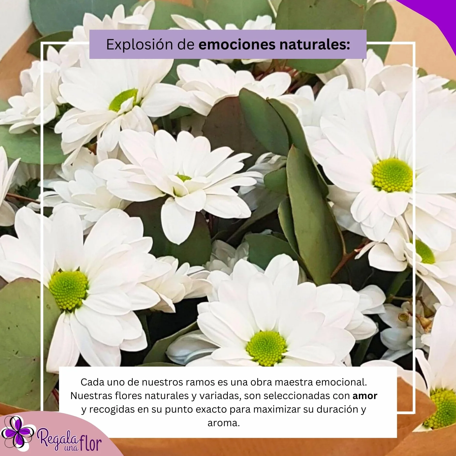Margaritas blancas ramo de flores naturales a domicilio entrega 24 horas