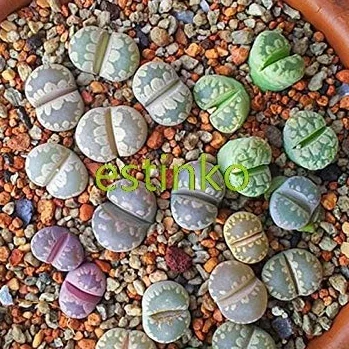 Lithops Otzeniana Mix Succulente Semi Succulente Fiori in Vaso Zestaw 20 sztuk