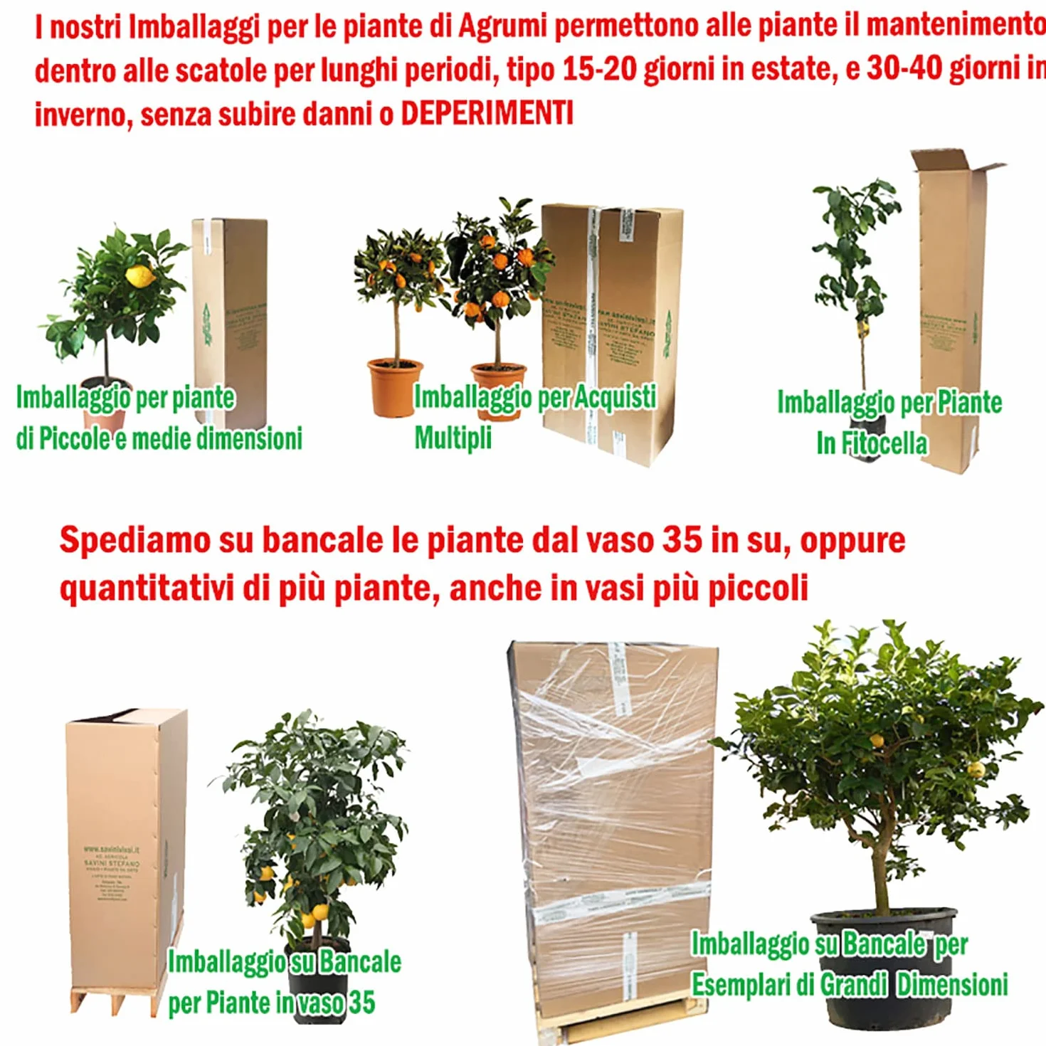 SAVINI VIVAI Planta de limón Meyer en maceta 20 cm altura 70 cm 2-3 años injerto