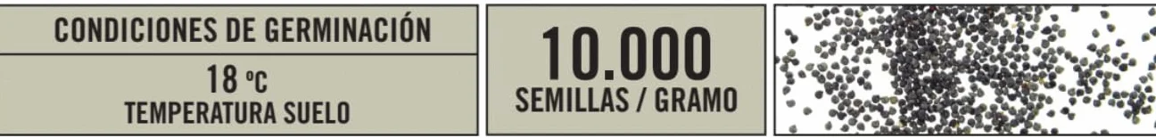BATLLE Semillas de Verdolaga Doble Variada 0,7 g Portulaca Multicolor