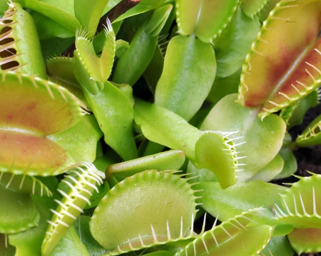 Verdecora Dionaea Muscipula Venus atrapamoscas Planta carnivora interior maceta Ø13cm