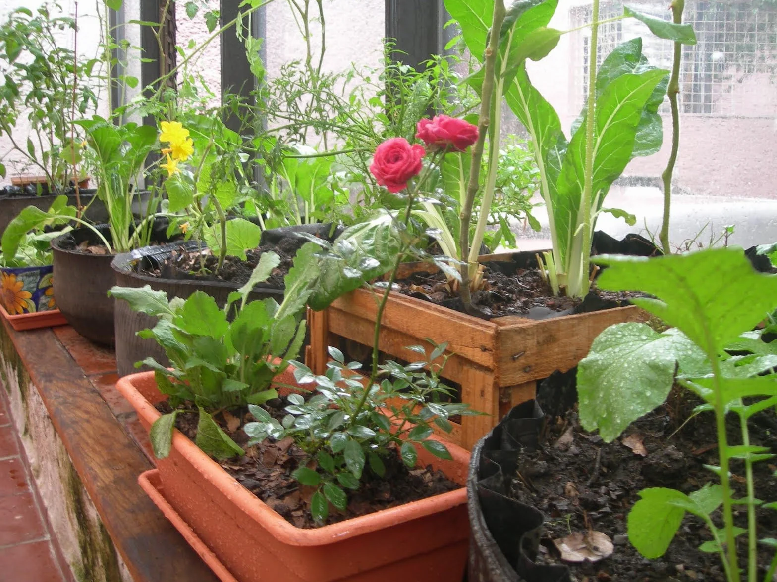RADIX-2 ENRAIZANTE Aminoácidos Vegetales 95% Hidrólisis Enzimática 500 Gramos