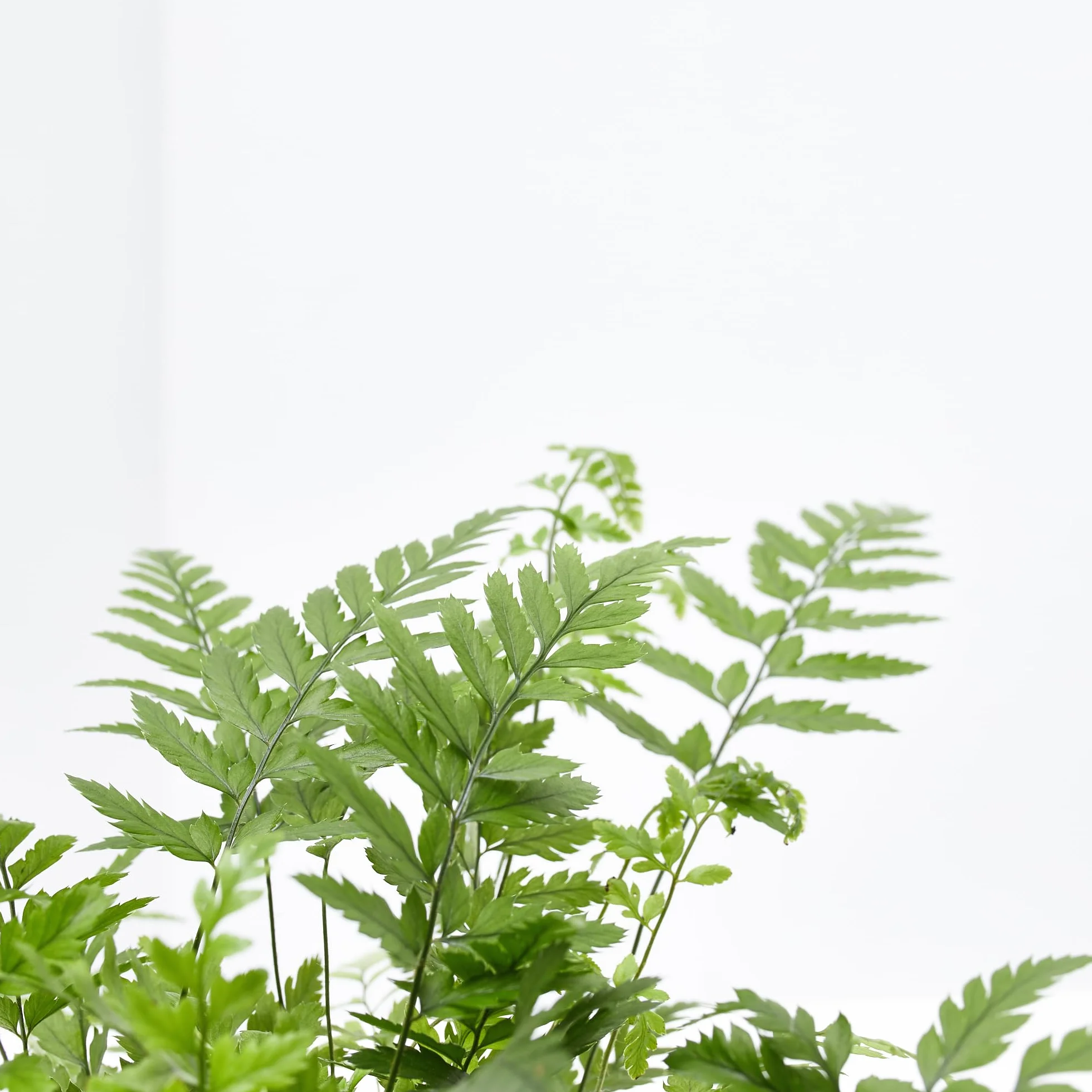 Verdecora Helecho Exterior maceta 3L Hojas Frondosas