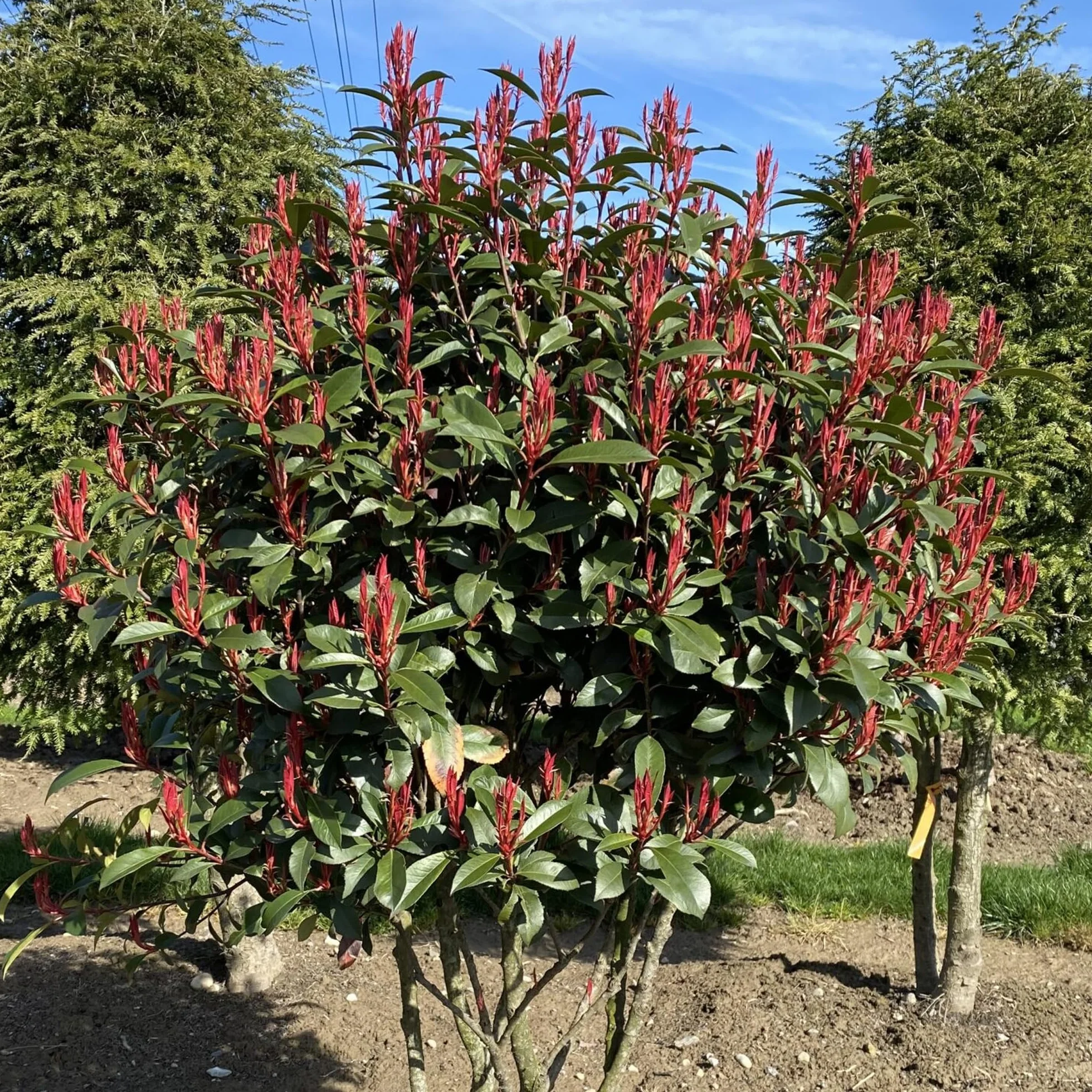 Photinia Carre Rouge Árboles Ornamentales en Maceta para Jardines